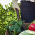 Organic food production: from the field to the plate and with added value