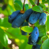 Cultivo de Honeyberry: guía para el hemisferio sur